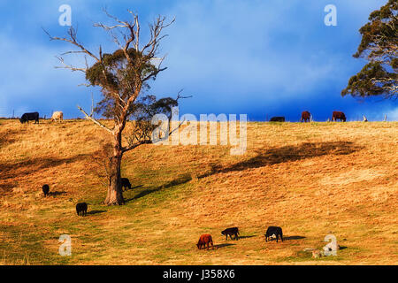 A pack of milk cows and angus bulls on diary farm paddock feeding on grazing land between gumtrees. Country side of Australia in Blue Mountains region Stock Photo