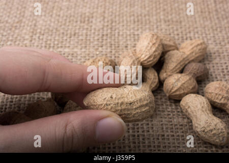 Peanuts  in hand and  on a linen canvas background Stock Photo