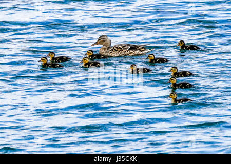 Tuesley Farm, Godalming. 02nd May 2017. Sunny intervals and scattered showers over the Home Counties today. Mallard ducklings on a farm in Godalming, Surrey. Credit: james jagger/Alamy Live News Stock Photo
