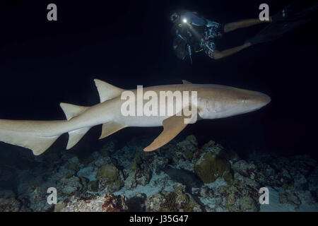 Indian Ocean, Maldives. 22nd Mar, 2017. scuba diver look at the Tawny nurse sharks (Nebrius ferrugineus) swims over coral reef in the night, Indian Ocean, Maldives Credit: Andrey Nekrasov/ZUMA Wire/ZUMAPRESS.com/Alamy Live News Stock Photo
