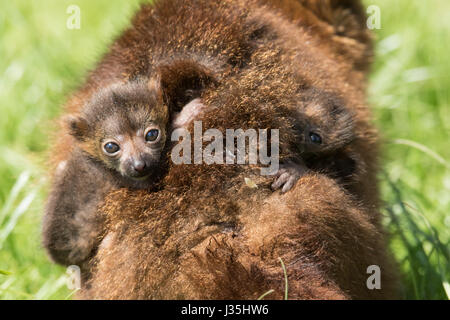 Manor Wildlife Park, St. Florence, Tenby, Pembrokeshire, West Wales, UK. 3rd May, 2017. Twin Red-Bellied Lemur pups have been born at the zoo to mum Bonnie and Dad Biscuit, on 20 April. The unnamed twin boys are one of the rarest members of it's species. Mother and babies are doing well. Credit: Andrew Bartlett/Alamy Live News Stock Photo