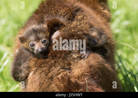 Manor Wildlife Park, St. Florence, Tenby, Pembrokeshire, West Wales, UK. 3rd May, 2017. Twin Red-Bellied Lemur pups have been born at the zoo to mum Bonnie and Dad Biscuit, on 20 April. The unnamed twin boys are one of the rarest members of it's species. Mother and babies are doing well. Credit: Andrew Bartlett/Alamy Live News Stock Photo