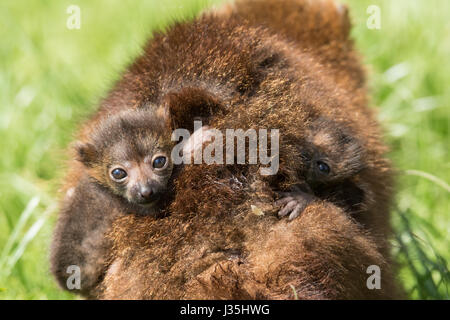 Manor Wildlife Park, St. Florence, Tenby, Pembrokeshire, West Wales, UK. 3rd May, 2017. Twin Red-Bellied Lemur pups have been born at the zoo to mum Bonnie and Dad Biscuit, on 20 April. The unnamed twin boys are one of the rarest members of it's species. Mother and babies are doing well. Credit: Andrew Bartlett/Alamy Live News Stock Photo