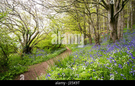Langdon Wood, Bridport, Dorset,UK. 3rd May 2017. Beautiful bluebell woods with wild garlic in west Dorset. Credit Dan Tucker/Alamy Live News Stock Photo