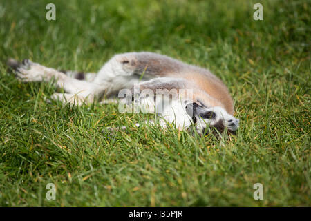 Manor Wildlife Park, St. Florence, Tenby, Pembrokeshire, West Wales, 3rd May, 2017.  UK weather: A Ring-Tailed Lemur enjoys the warm sunshine this afternoon.  Credit: Andrew Bartlett/Alamy Live News Stock Photo