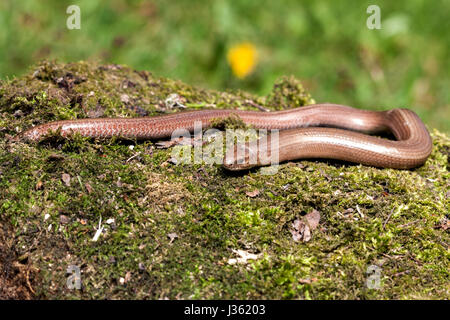 Slow worm (Anguis colchica) from Czech Republic. Stock Photo