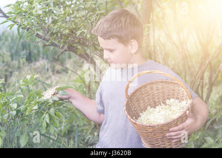 Czech Republic - collecting elder blossom flower - boy with full herbs flower basket Stock Photo