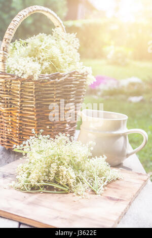 Elder blossom flower in a basket in the garden - herbs to prepare syrup with an old white jug and with sun rays Stock Photo