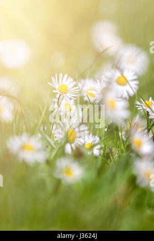 Beautiful daisies on the green grass with sun ray Stock Photo