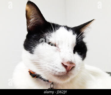 Thai Cat Stock Photo