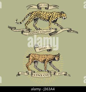 leopard and lynx logos, emblems or badges with wild animals and banners or ribbons in vintage, retro old style, hand drawn engraving. sketch Stock Vector