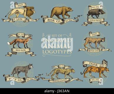 big set of vintage emblems, logos or badges with wild animals tiger, lion king, bobcat lynx leopard and boar, bear and wolf, red fox hand drawn, engraved Stock Vector