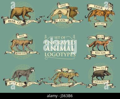 big set of vintage emblems, logos or badges with wild animals tiger, lion king, bobcat lynx leopard and boar, bear and wolf, red fox hand drawn, engraved Stock Vector