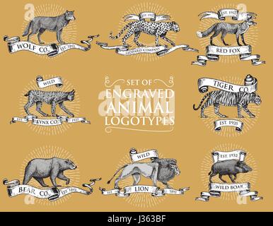 big set of vintage emblems, logos or badges with wild animals tiger, lion king, bobcat lynx leopard and boar, bear and wolf, red fox hand drawn, engraved Stock Vector