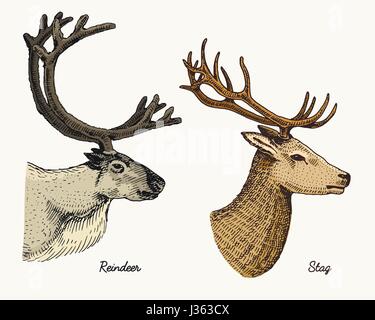 reindeer and stag deer vector hand drawn illustration, engraved wild animals with antlers or horns vintage looking heads side view Stock Vector