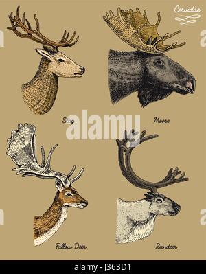 reindeer, moose, eurasian elk, doe roe deer and stag vector hand drawn illustration, engraved wild animals with antlers or horns vintage looking heads side view Stock Vector