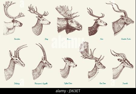 Big set of Horn, antlers Animals moose or elk with impala, gazelle and greater kudu, fallow deer reindeer and stag, doe or roe deer, axis and dibatag hand drawn, engraved Stock Vector