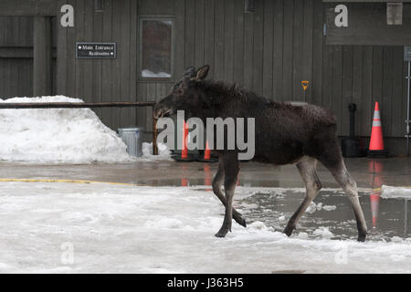 Moose / Elch ( Alces alces ) in winter, young animal, walking over a parking lot, walks through town, close to the visitor center of Jakson Hole, USA. Stock Photo