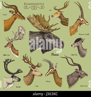 Big set of Horn, antlers Animals moose or elk with impala, gazelle and greater kudu, fallow deer reindeer and stag, doe or roe deer, axis and dibatag  Stock Vector