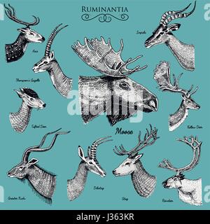 Big set of Horn, antlers Animals moose or elk with impala, gazelle and greater kudu, fallow deer reindeer and stag, doe or roe deer, axis and dibatag  Stock Vector