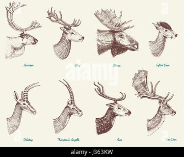 Big set of Horn, antlers Animals moose or elk with impala, gazelle and greater kudu, fallow deer reindeer and stag, doe or roe deer, axis and dibatag  Stock Vector