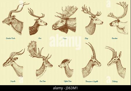 Big set of Horn, antlers Animals moose or elk with impala, gazelle and greater kudu, fallow deer reindeer and stag, doe or roe deer, axis and dibatag  Stock Vector