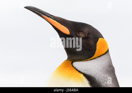 Close Up Portrait Of A King Penguin In The Main Colony, Volunteer Point 