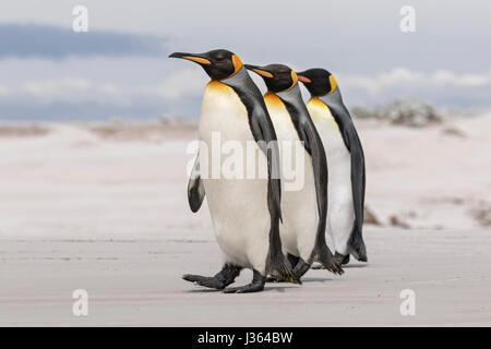 King Penguin Stock Photo