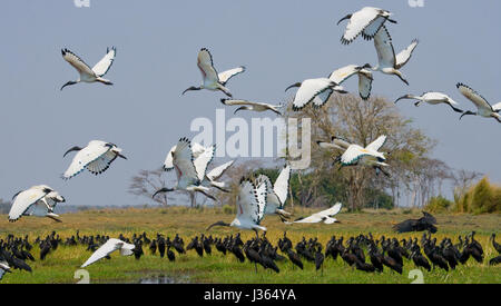 Flock of ibises in flight against the backdrop of the African landscape. Botswana. Africa. Stock Photo