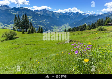 Alpine mountain view with bright green meadow in the foreground. Austria, Tirol, Zillertal, Zillertal High Alpine Road Stock Photo