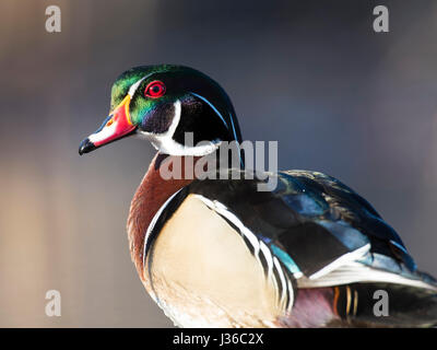 Drake Wood Duck in the spring Stock Photo