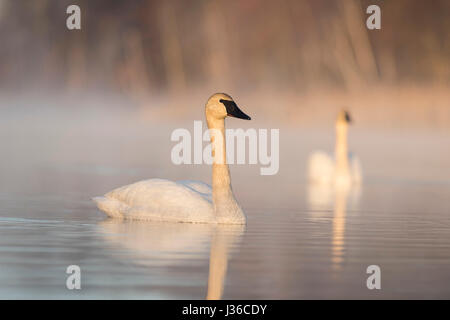 Wild Trumpeter Swans in Minnesota Stock Photo