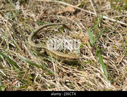 A common Lizard (Male) Zootoca vivipara in Scotland, UK, Europe Stock Photo