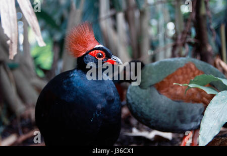 Cute colourful Rain forest Bird at the Eden Project, Cornwall. Salleh Sparrow Photography Stock Photo