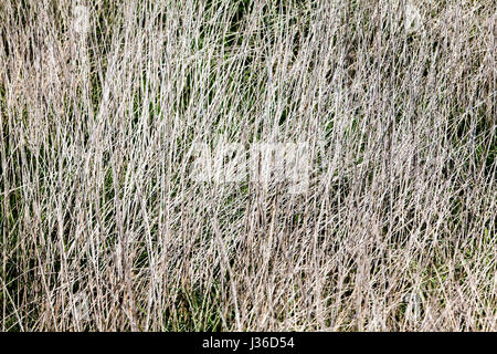 Abstract lines and structures in dry grass, closeup Stock Photo