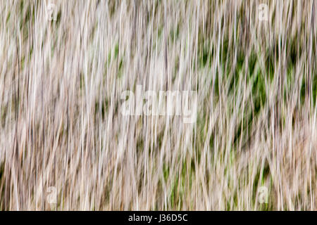 Abstract lines and structures in dry grass, closeup, with a blurred wipe effect Stock Photo