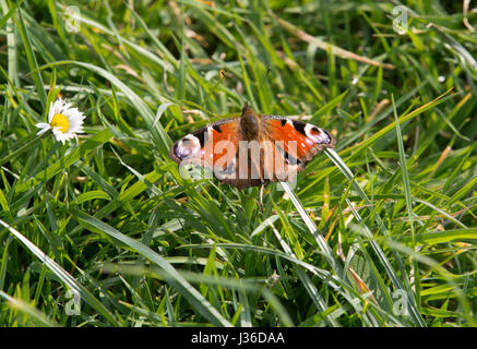 A Peacock butterfly on grass background.  Close of up wing detail showing pattern and colours for identification.  Taken in East Yorkshire, UK in Apri Stock Photo