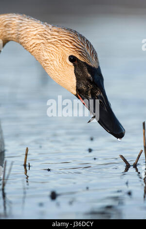 Wild Trumpeter Swans in Minnesota Stock Photo