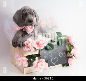 Purebred Great Dane puppy in a box that says I do too Stock Photo