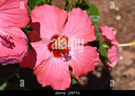 Pink hibiscus flower close-up Stock Photo