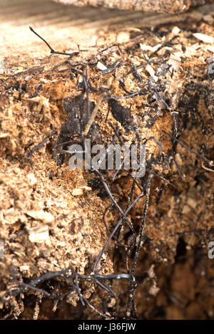 Black rhizomorphs or fungal cords of honey fungus, Armillaria mellea, formed on the diseased and dead core of a rotten tree, Berkshire, March Stock Photo