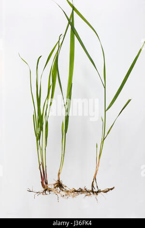 Common couch, Elymus repens, shoots and roots from underground rhizomes of this invasive perennial creeping grass weed Stock Photo