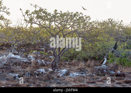 Twisted branches of the dwarf  Palo Santo tree (Bursera graveolens malacophylla) catch the early morning sunlight on North Seymour island.  Blue-foote Stock Photo