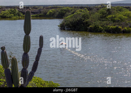 Walking on water: greater flamingo, Phoenicopterus ruber, taking flight from the lagoon in the midst of the lava fields at Punta Moreno, Isabela. Stock Photo