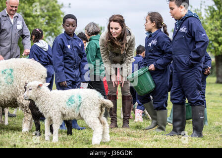 The Duchess of Cambridge with the sheep and lambs and children from Vauxhall primary school in London during a visit to the Farms for City Children charity in Gloucester, where she saw their work giving young people from inner cities the chance to spend a week on a working farm. Stock Photo