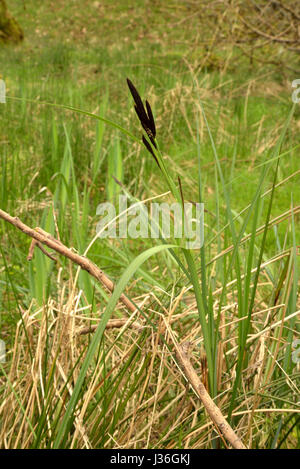 Lesser Pond-sedge, Carex acutiformis Stock Photo