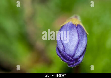 Pyrenean-violet (Ramonda myconi) in blossom Stock Photo