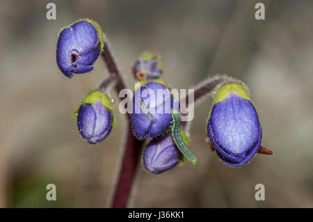 Pyrenean-violet (Ramonda myconi) in blossom Stock Photo