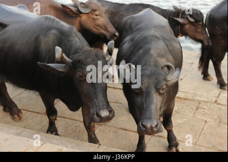 Water Buffalo rest on the bank of the river Ganges in Varanasi, India Stock Photo