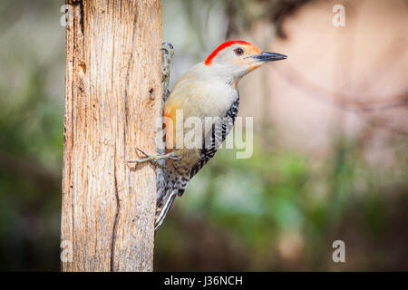 Red-bellied woodpecker on a broken tree Stock Photo
